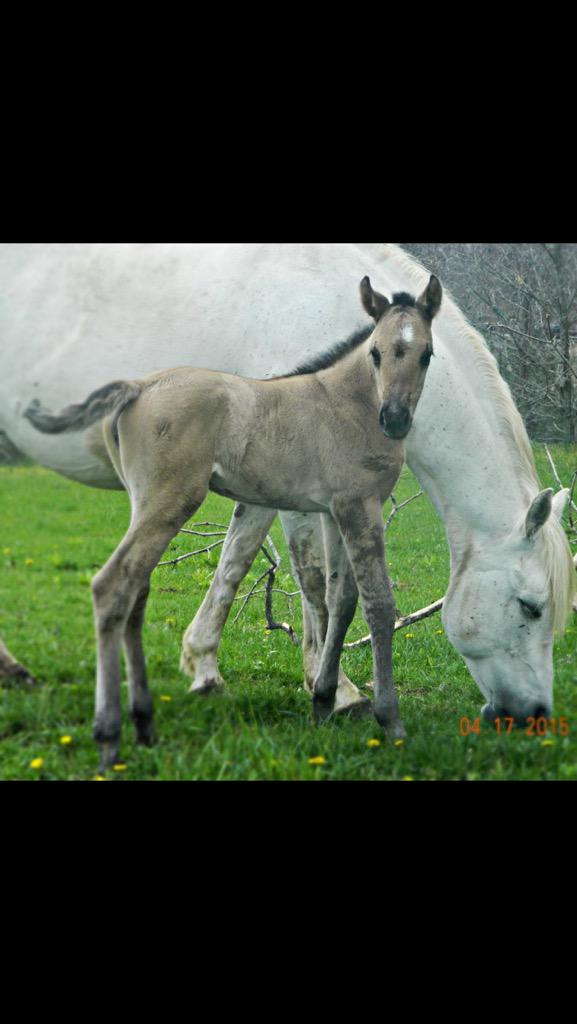 VanGundy Stables (@flybygeorge) on Twitter photo 
