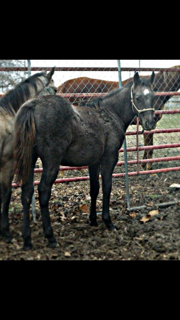 VanGundy Stables (@flybygeorge) on Twitter photo 