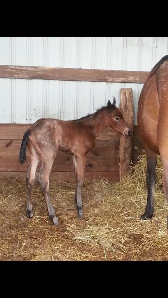 VanGundy Stables (@flybygeorge) on Twitter photo 