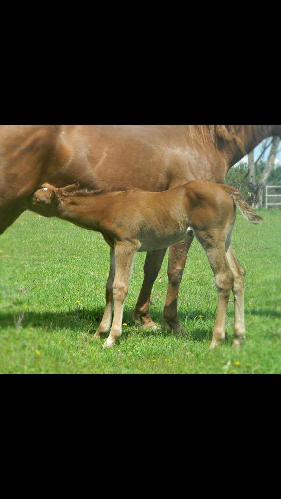 VanGundy Stables (@flybygeorge) on Twitter photo 