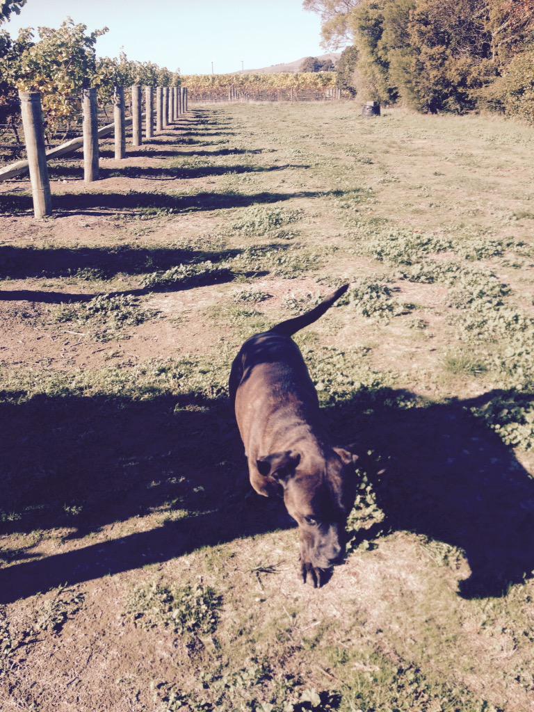 CirroWines's tweet photo. Stellar day in #Marlborough autumn ain't too bad http://t.co/7XB5laDALy