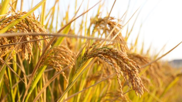 NDTVFood's tweet photo. UN food agency to donate $8 Million for Nepal farmers http://t.co/arI8nfhjiQ http://t.co/flmMXndgfq