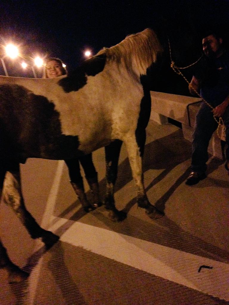 MasonMoon14's tweet photo. Horse found on Mountain Creek, just a Thursday Night y'all.... http://t.co/4US3OWYwdM