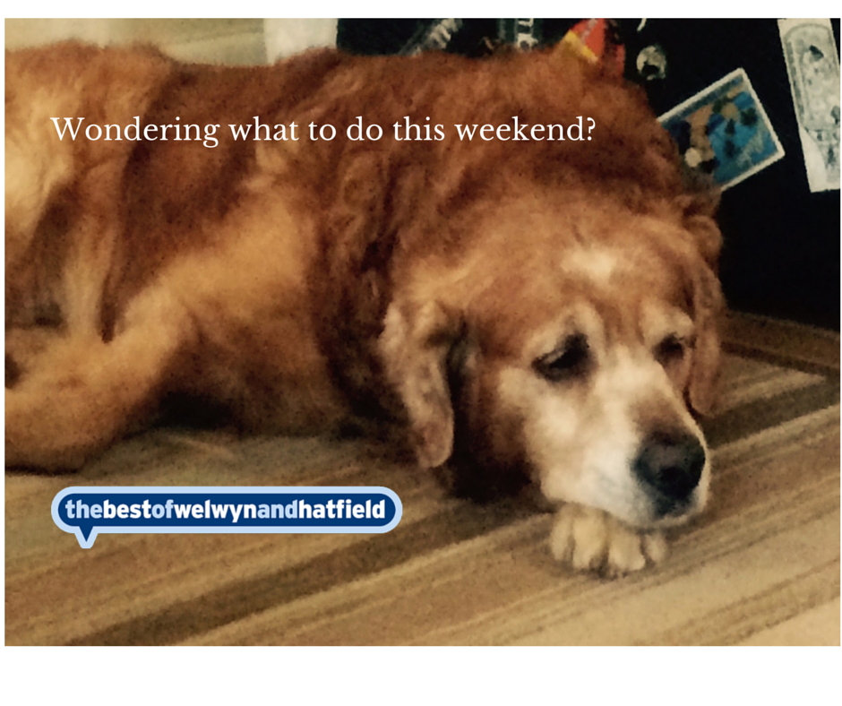 .<a href="/LynneSparks/">Lynne Sparks</a> Want to know what's on this bank holiday weekend in #Welwyn #Hatfield? bit.ly/1QOA6d3