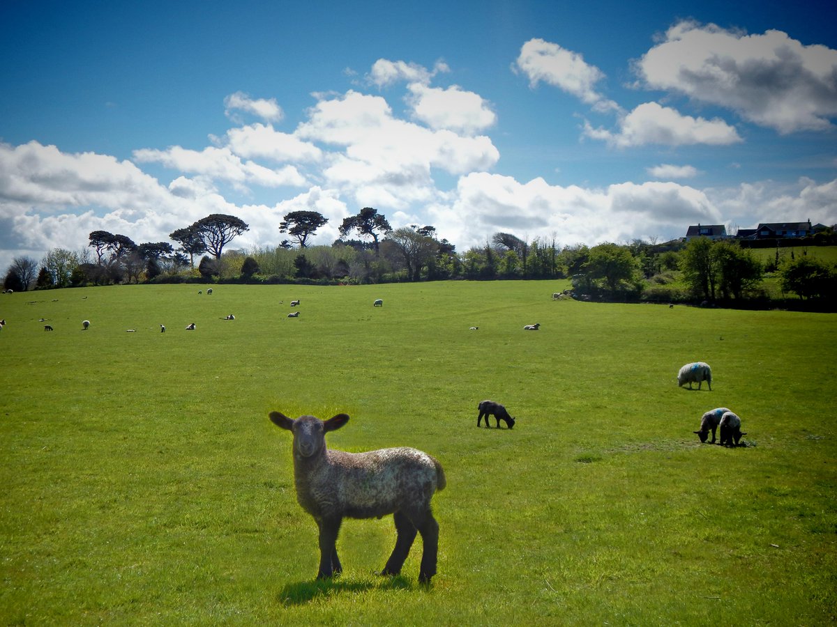 TidyEyePR's tweet image. #HappyMayDay #BlessedBeltane #HappySpringTime look after #MotherEarth  #PhotoByTidyEye