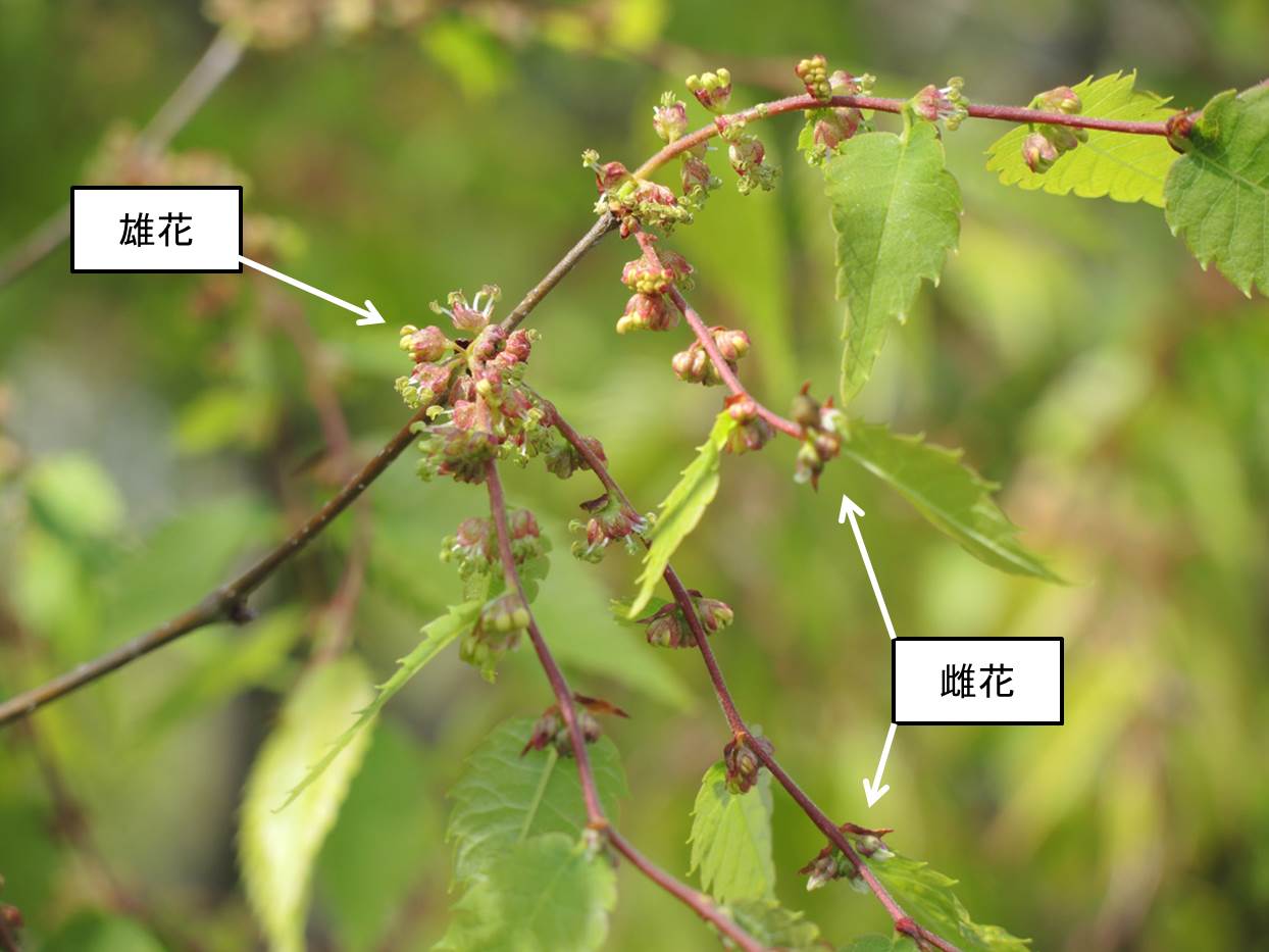 伊那谷から ケヤキはニレ科ケヤキ属の高木 花 は風媒花 花粉は葯が弾けて風で飛散し 雌蕊に届けられる 花粉運搬に虫を必要としないので花弁を欠き また風のあたる高木の枝の先端に花が付くので ケヤキの開花を見るのは難しい 花 高木 風媒花 Http