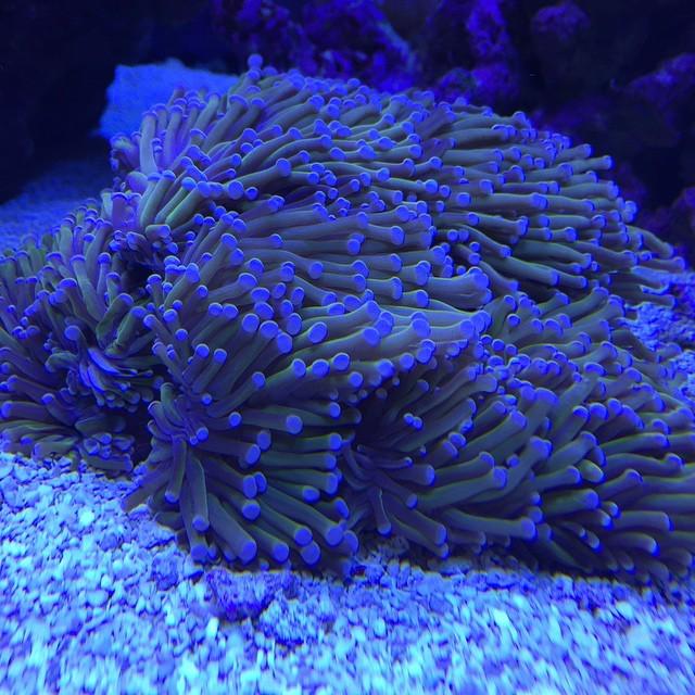 PolypLab's tweet photo. Golden torch, lights dimming so extra blue. 🔥🔥🔥 #coral #reeftank #coralreeftank #reef #reefpack #reef2reef #reefcan… http://t.co/eQm03aLbnp