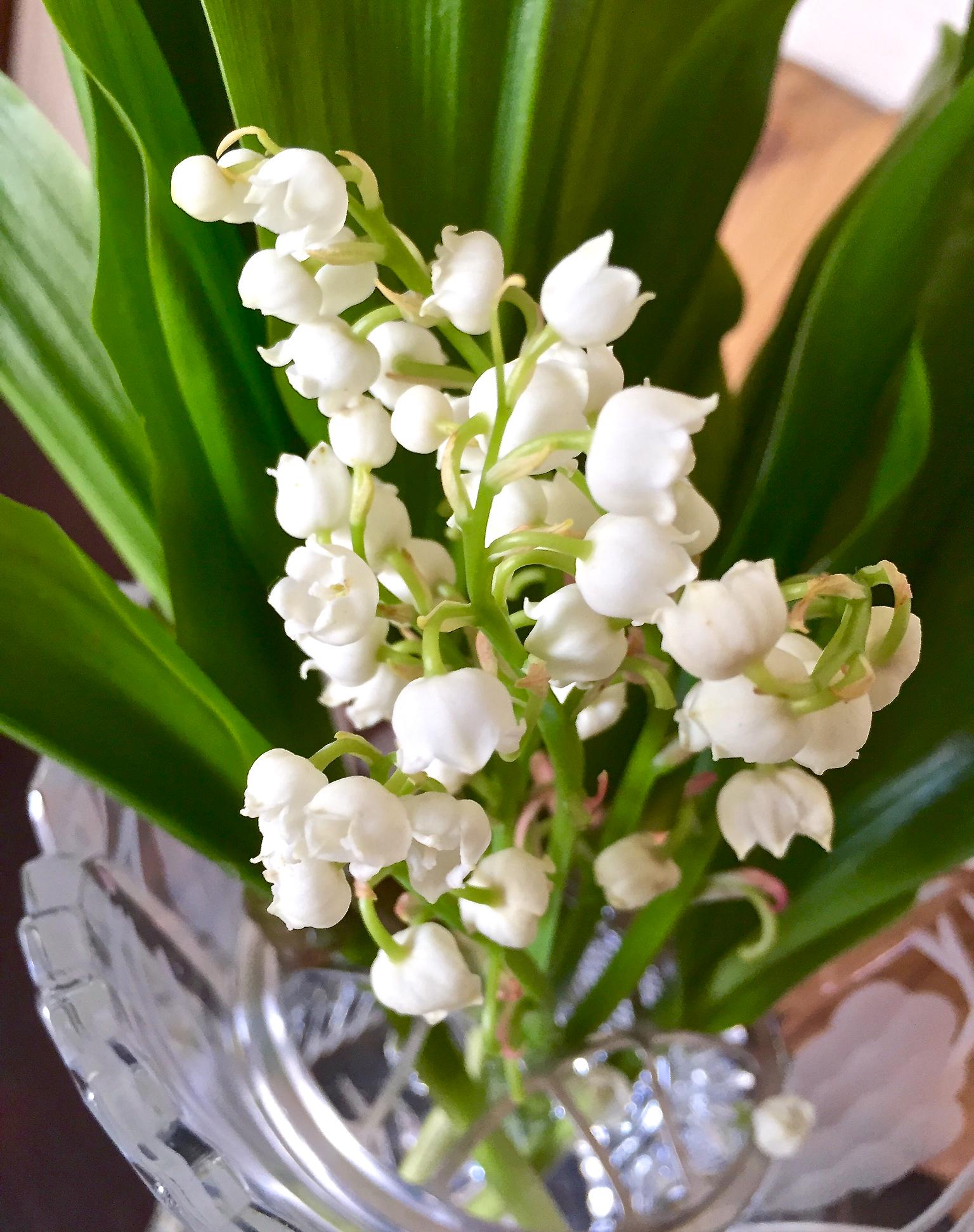 Shigeki Kanno さて僕もスズランの切り花を生けて部屋に飾りました スズラン はとてもデリケートな花なので 特に優しく扱ってあげなくてはならないのです そして暑さが苦手 今日の最高気温は25 を越えそうなので スズランにとってはちょっとかわいそう