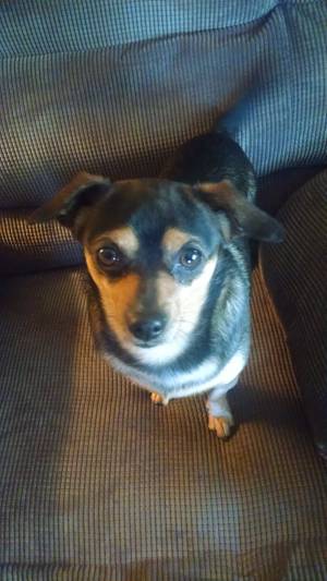 fidofinder's tweet photo. Found dog in Walnut Grove, MO US (65770) #founddog http://t.co/ZM169V1rjf http://t.co/Xa7nOvhLnN