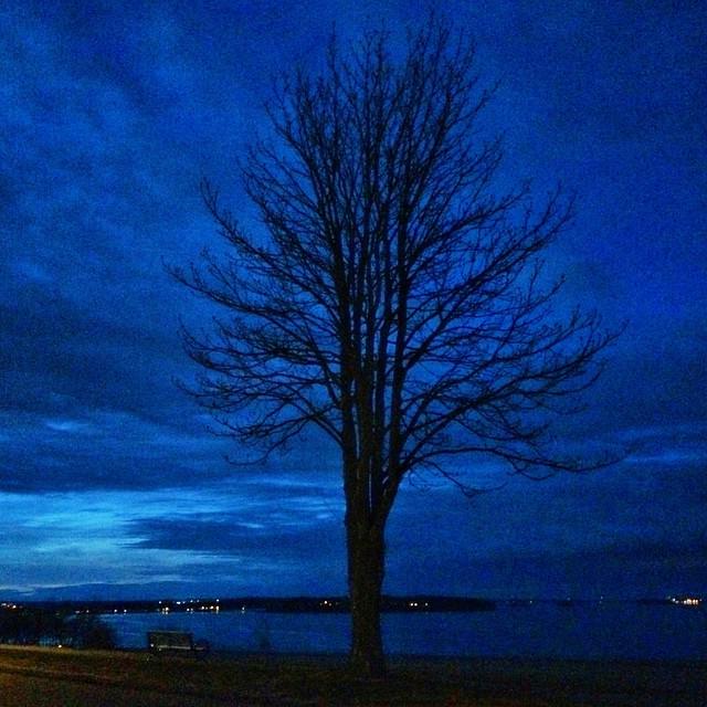 CTD3's tweet photo. Prom(enade) Night~ #lastlight #tree #easternprom #portlandmaine #iphone #night #streetsofportland #blue #ctd3 http://t.co/QnXAOPzA2P