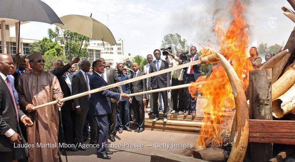Animal_Watch's tweet photo. Republic of Congo signals a turn in fight against poachers of 🐘 tusks
http://t.co/MwoduAT0qc RT @nytimes cc @biz 👇 http://t.co/cOpTNFPNIN