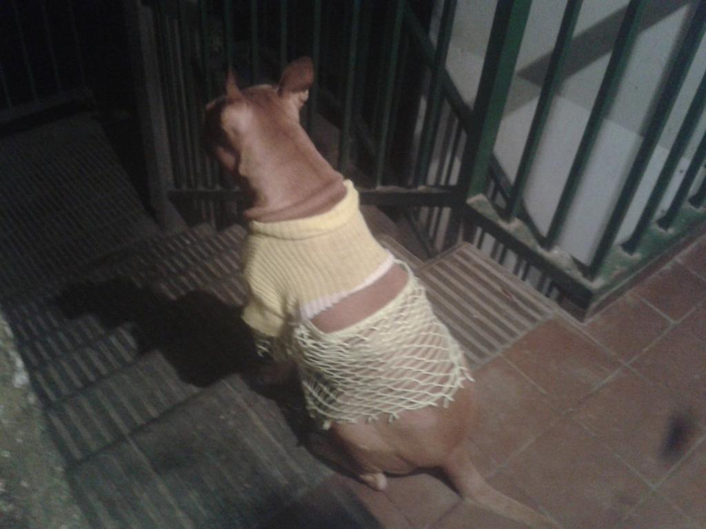 Marceyfede's tweet photo. Mi perra esperando q vuelva de la escuela :) http://t.co/DaWJzphcOJ