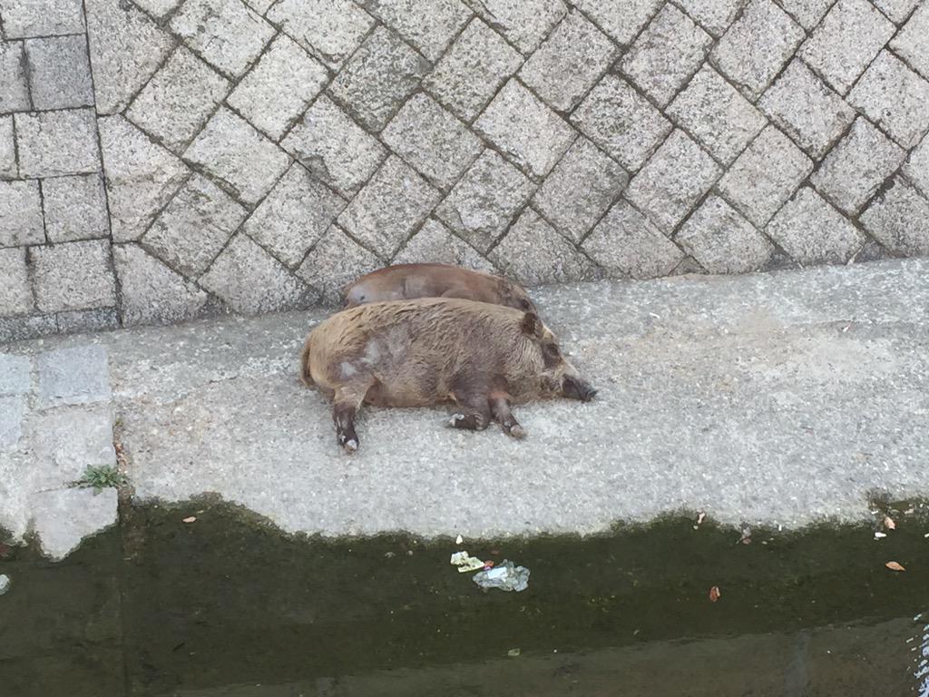 まったり 神戸では昼寝中の野生のイノシシが日常の光景です ごろごろ Togetter まったり 神戸では昼寝中の野生のイノシシが日常の光景です ごろごろ Togetter