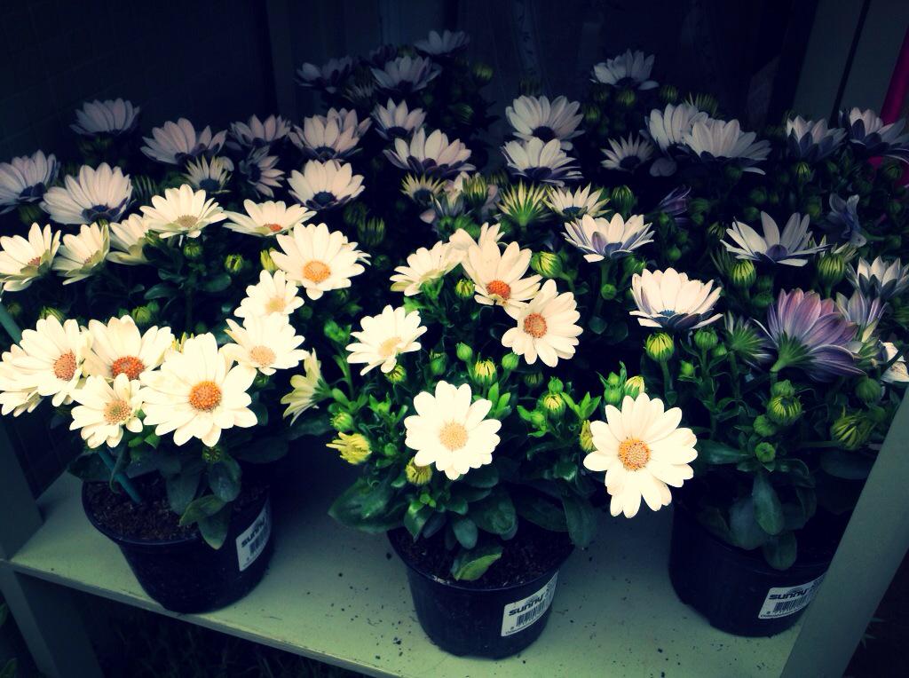 RosaliesofCowes's tweet photo. This weeks most popular plant iiiisssss .... The Osteospemum ! #IsleofWight #PronounceThat! http://t.co/92NQkjL8ll