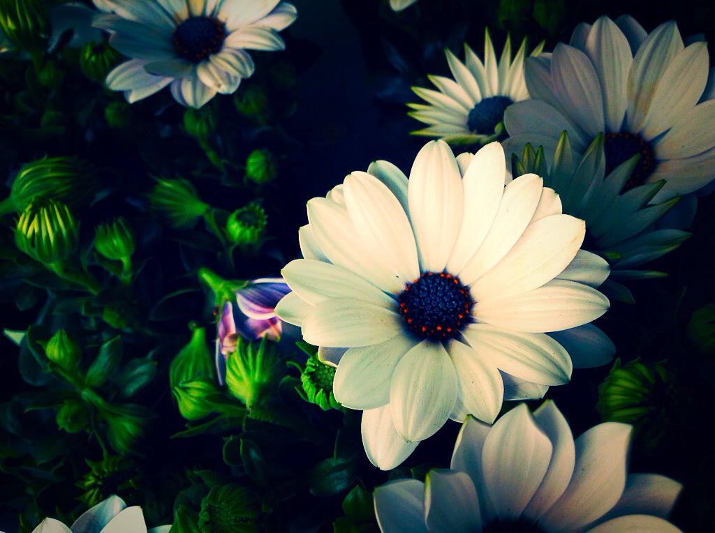 RosaliesofCowes's tweet photo. This weeks most popular plant iiiisssss .... The Osteospemum ! #IsleofWight #PronounceThat! http://t.co/92NQkjL8ll