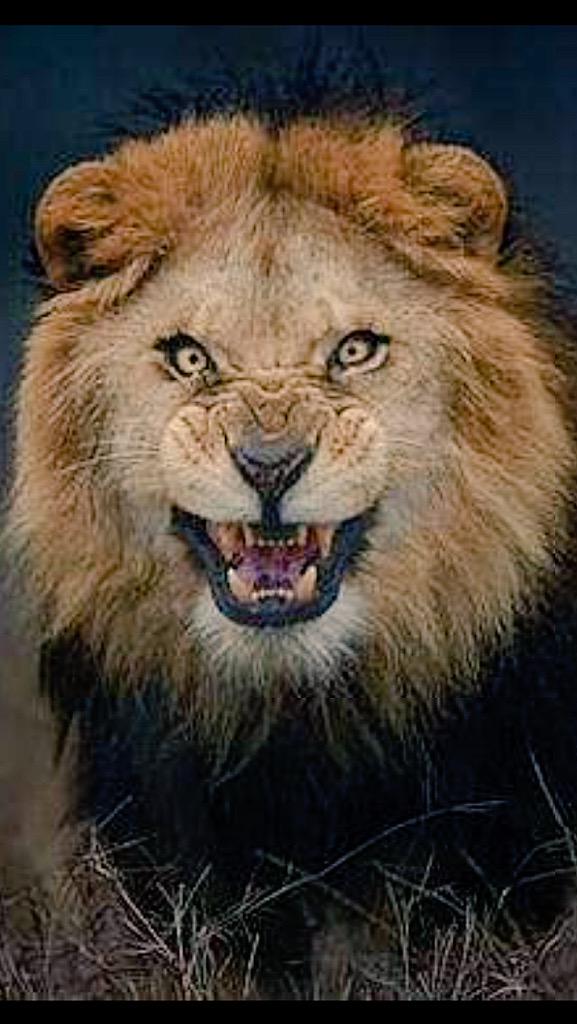 GranadaLions's tweet photo. 3 MAYO 12:00 DE LA MAÑAMA ESTADIO DE MARACENA GRANADA LIONS VS @CoyotesFootball  PLAY OFF 2015 http://t.co/fKnM24TsVa