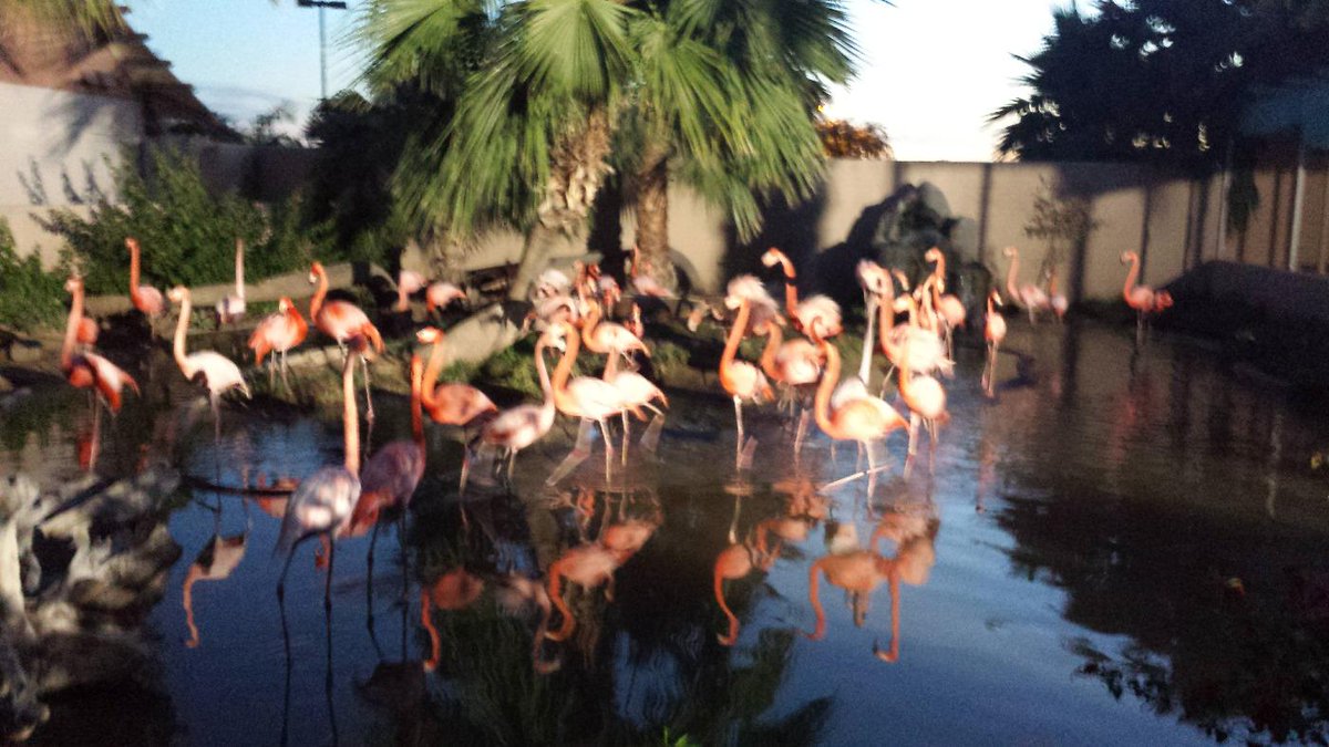 Zip trip time! Come out and join us in Litchfield park at wildlife world zoo! <a href="/Fox10AZAM/">Fox10ArizonaMorning</a>