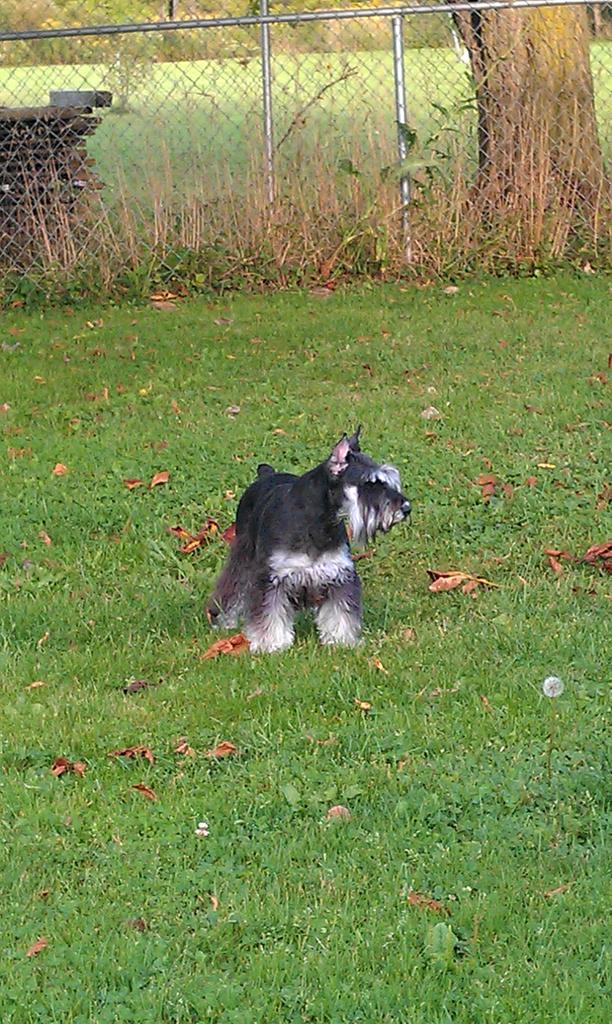 geiamsw's tweet photo. #purebreddogs#NationalPurebredDogDay Consistently the Best! Love my purebred dogs. http://t.co/FwtXa7Y9o4