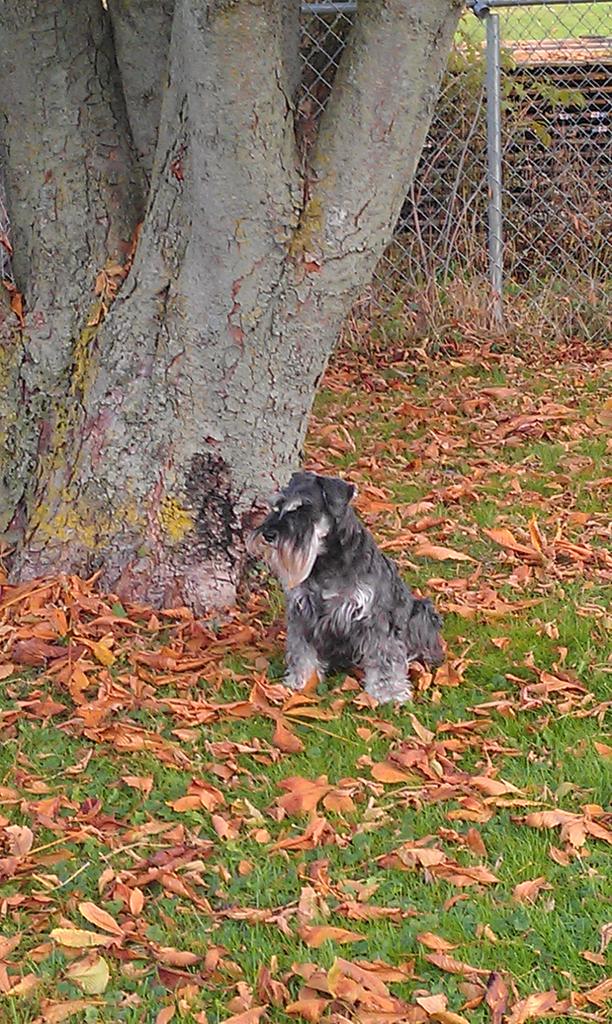 geiamsw's tweet photo. #purebreddogs#NationalPurebredDogDay Consistently the Best! Love my purebred dogs. http://t.co/FwtXa7Y9o4
