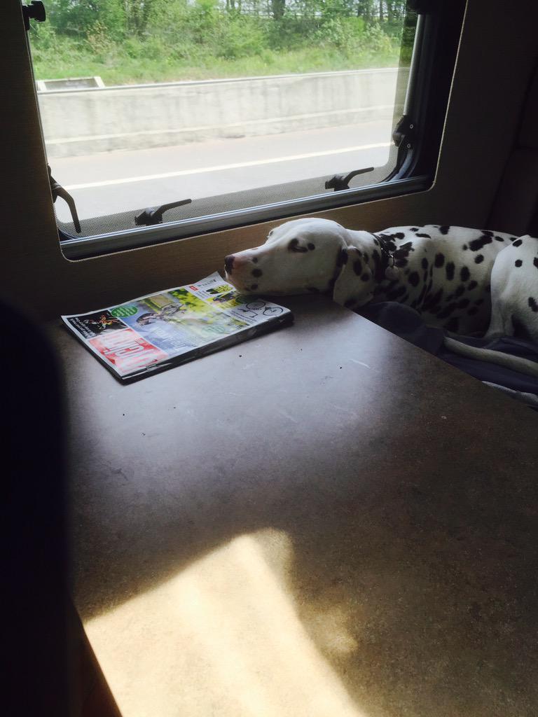 SamShannon13's tweet photo. @cyclingweekly @letouryorkshire on are way up north. Lottie is checking the stages out. #dog #cycling #dalmatian http://t.co/fGLnkfar5S
