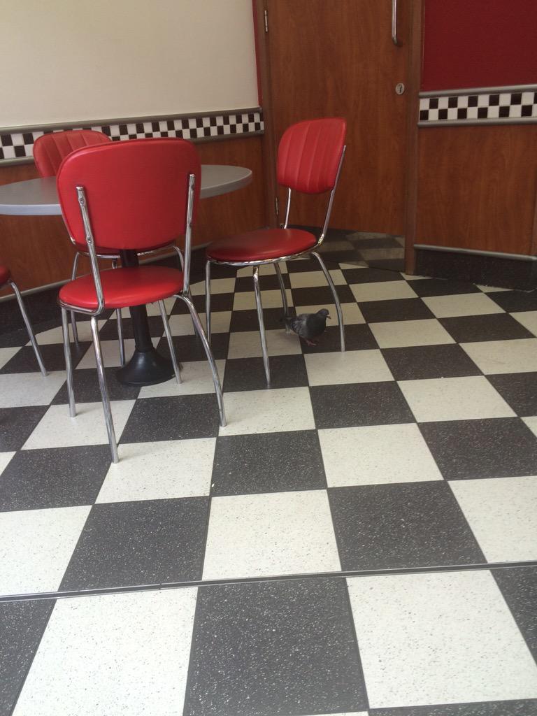 misskve's tweet photo. #burgerking Birmingham are homing pigeons #not cool #put me off my whopper http://t.co/1qajPSlmU5
