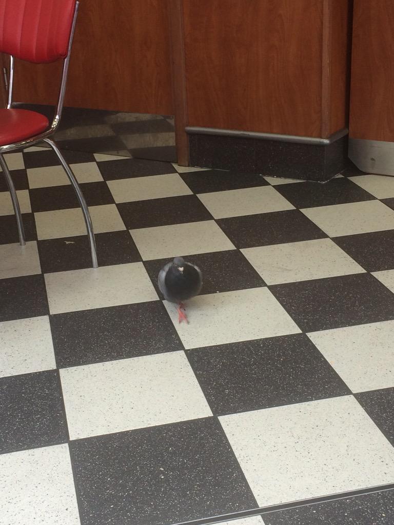 misskve's tweet photo. #burgerking Birmingham are homing pigeons #not cool #put me off my whopper http://t.co/1qajPSlmU5