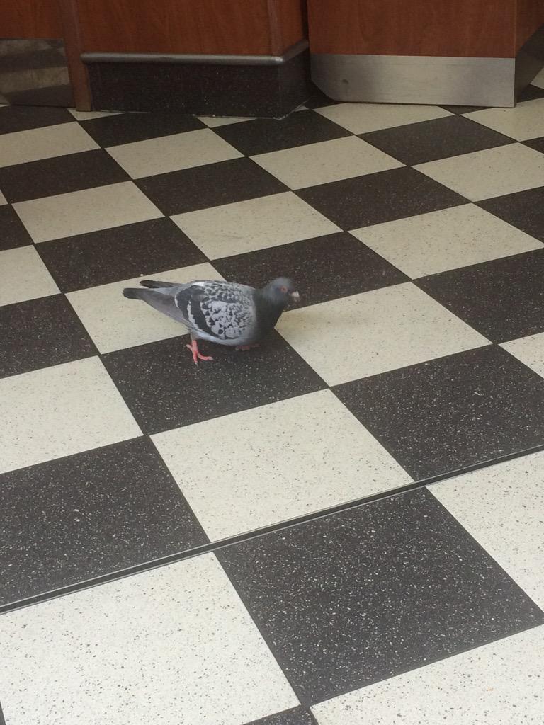 misskve's tweet photo. #burgerking Birmingham are homing pigeons #not cool #put me off my whopper http://t.co/1qajPSlmU5