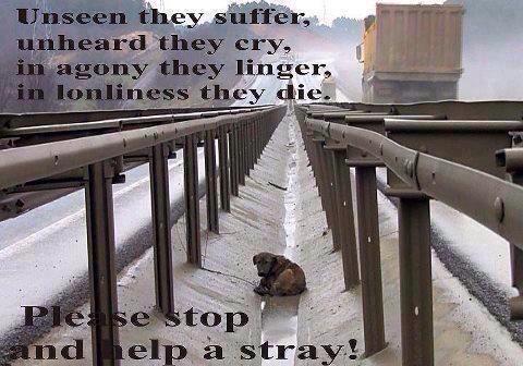 SupportPets's tweet photo. PLEASE 🙏#Adopt 👍#ADOPT ❤️#adopt  #ADOPT 😃#adopt a #dog #cat #pet TODAY! ❤️STOP THEIR MURDERING ON THE MILLIONS!🙏🙏 http://t.co/yuSRTEkix3🙏
