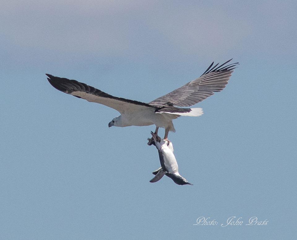 BTO (@_bto) on Twitter photo Eagle awesomeness! MT <a href="/Oceanwarrior/">Sea No Plastic</a>: White-bellied sea eagle with penguin prey, taken at Wattamolla, NSW. Eagle awesomeness! MT <a href="/Oceanwarrior/">Sea No Plastic</a>: White-bellied sea eagle with penguin prey, taken at Wattamolla, NSW.