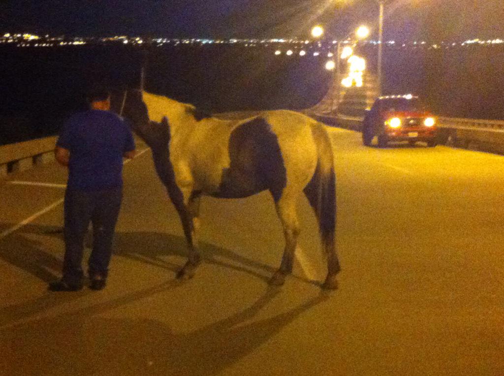 mikeforbeswfaa's tweet photo. Horse found running loose on Mountain Creek Pky. Good Samaritan stops to help http://t.co/YOms3JpgEg