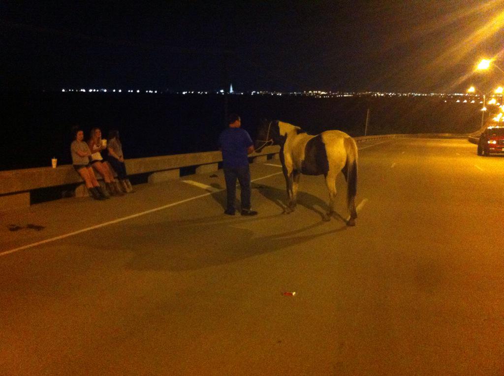 mikeforbeswfaa's tweet photo. Horse found running loose on Mountain Creek Pky. Good Samaritan stops to help http://t.co/YOms3JpgEg