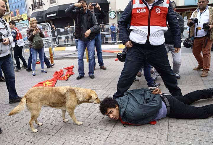 denizyurdakul's tweet photo. Hiç bir canlıya karşı sevgi yok. Ters kelepçeli yatan kişiyi koklayan köpeği tekmeleyen polis! http://t.co/JqrcbgRW3F
