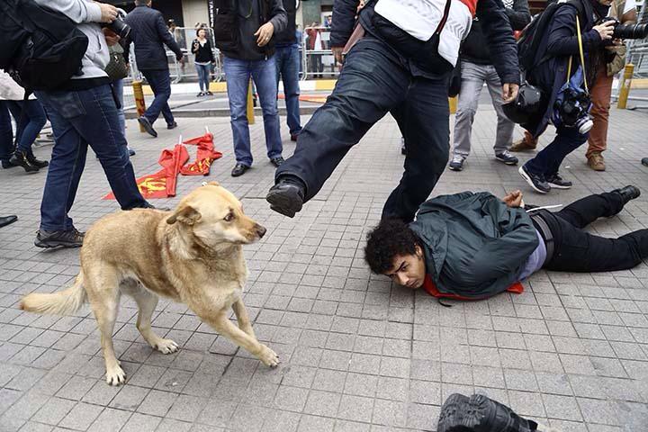 denizyurdakul's tweet photo. Hiç bir canlıya karşı sevgi yok. Ters kelepçeli yatan kişiyi koklayan köpeği tekmeleyen polis! http://t.co/JqrcbgRW3F