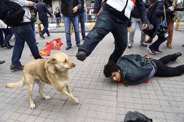 serakadigil's tweet photo. Köpekten kahraman polise "Sabri Bey Napıyorsunuz?"bakışı..
"Hayvan"ı hakaret olarak kullanırken 2 kere düşünün. #1M15 http://t.co/TwhEzkTyAg