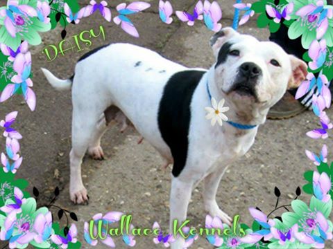 The_Animal_Team's tweet photo. DAISY 7yo used #breedingMachine discarded superb temperament good #dogs #kids #faultessLady @WallaceKennels #ESSEX http://t.co/q9fvygvNB1