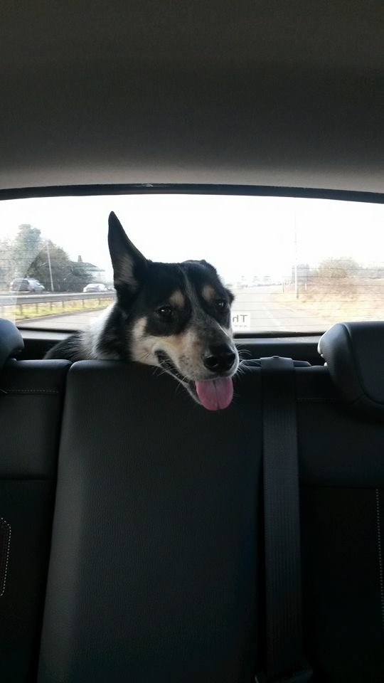 LocalTeaching's tweet image. May Bank Holiday Weekend is soon to Begin! What have you got planned? I&apos;m set to explore @thetfordforest with my dog!