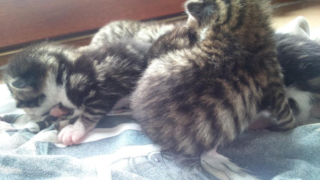 nutella139's tweet image. Mes chatons !! *--*