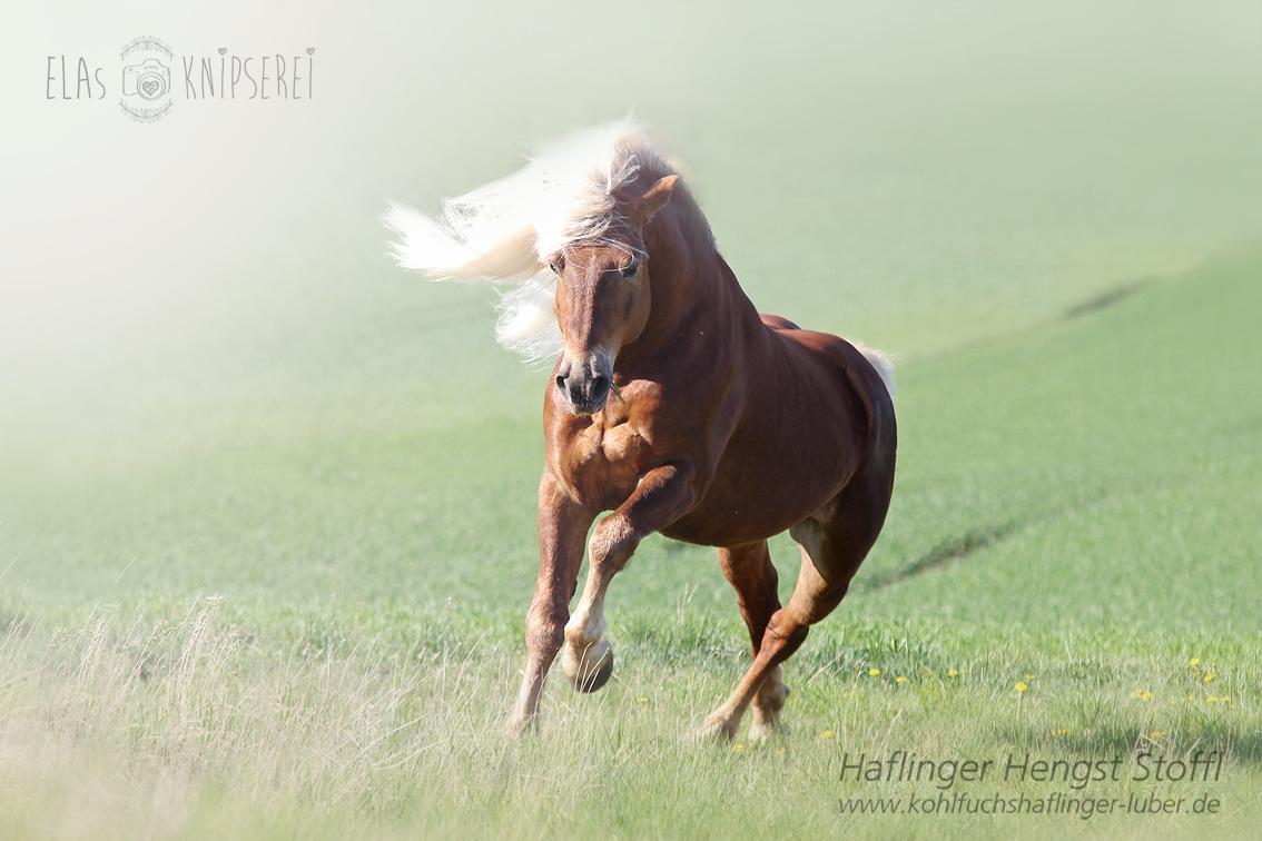 HaflingerLuber's tweet photo. Wir wünschen euch allen einen schönen 1. Mai. #haflinger #hengst #stoffl #haflingerluber #horsesontwitter http://t.co/QJEWhlmcY6