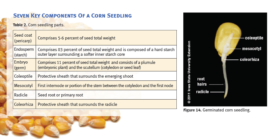 phhermans's tweet photo. Almost good to have a refresher on early corn seed emergence facts and what they mean. #gettingbackonthebike http://t.co/51VYqS8xmb