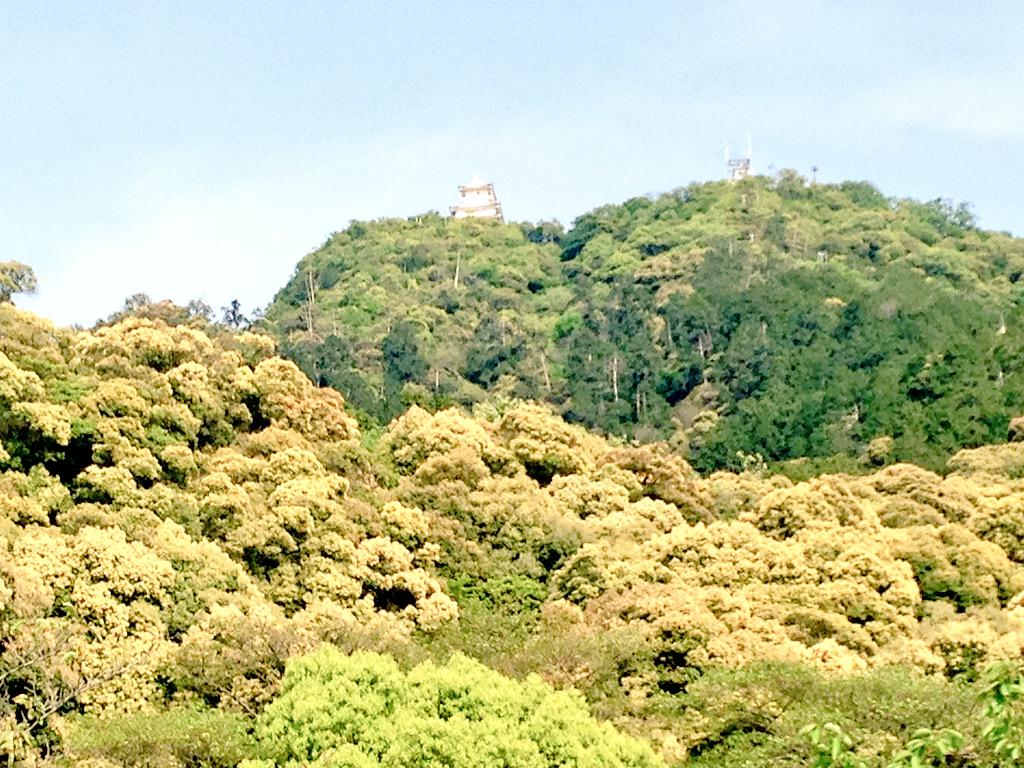 リロちゃん 金華山情報 金華山の名前の由来とされる つぶらじいの花が咲きはじめました 金 華山はシイの木が多くあり黄金色の花が山全体を染めることから 金 こがね 華 はな咲く 山 やま になったとも 山全体が染まるにはもう少しかかりそうです