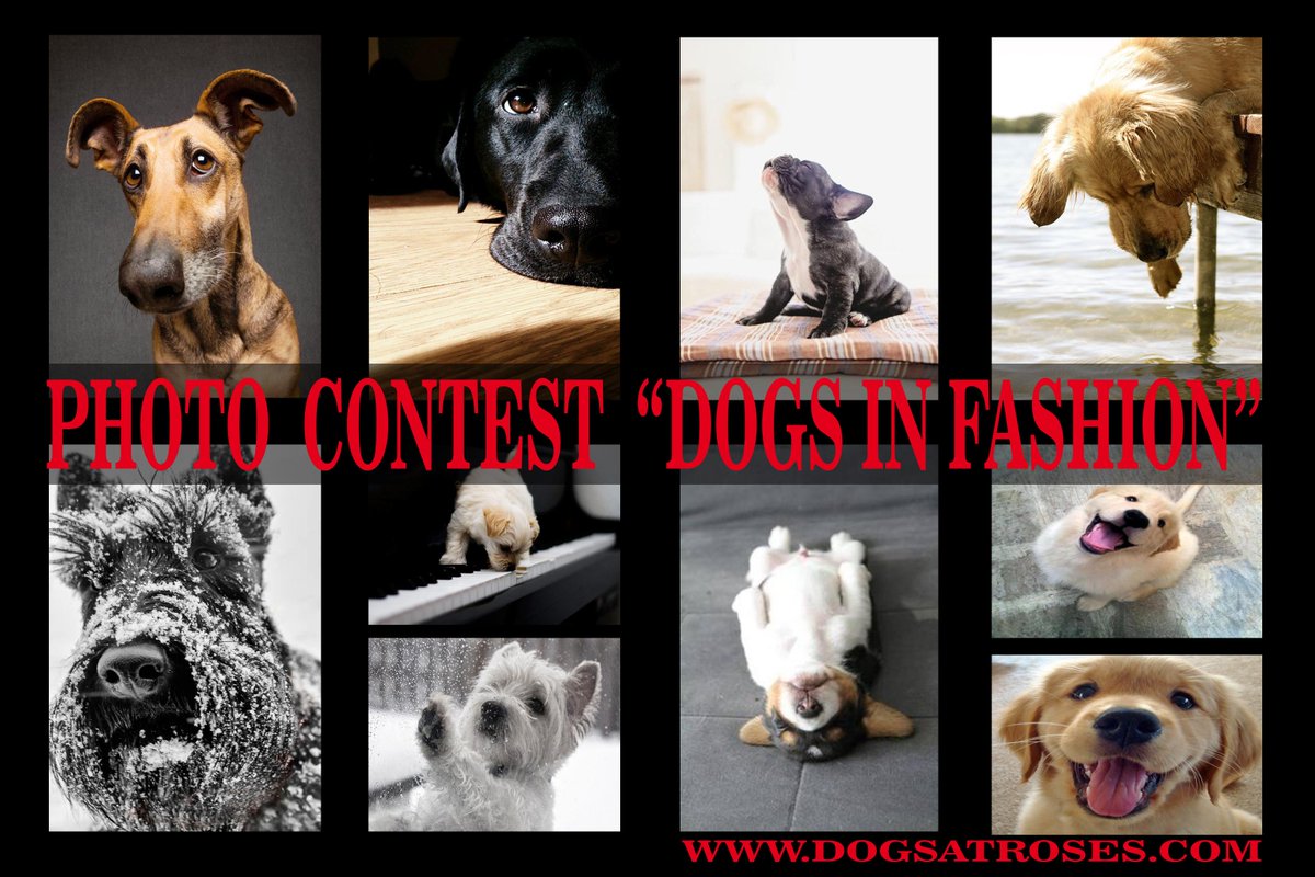 DogsAtRoses's tweet photo. For partecipate &amp; informations click on the link below.Take part!

http://t.co/EBZdKz0sK2

#dogs #pets #contest http://t.co/veCOXNZb6j