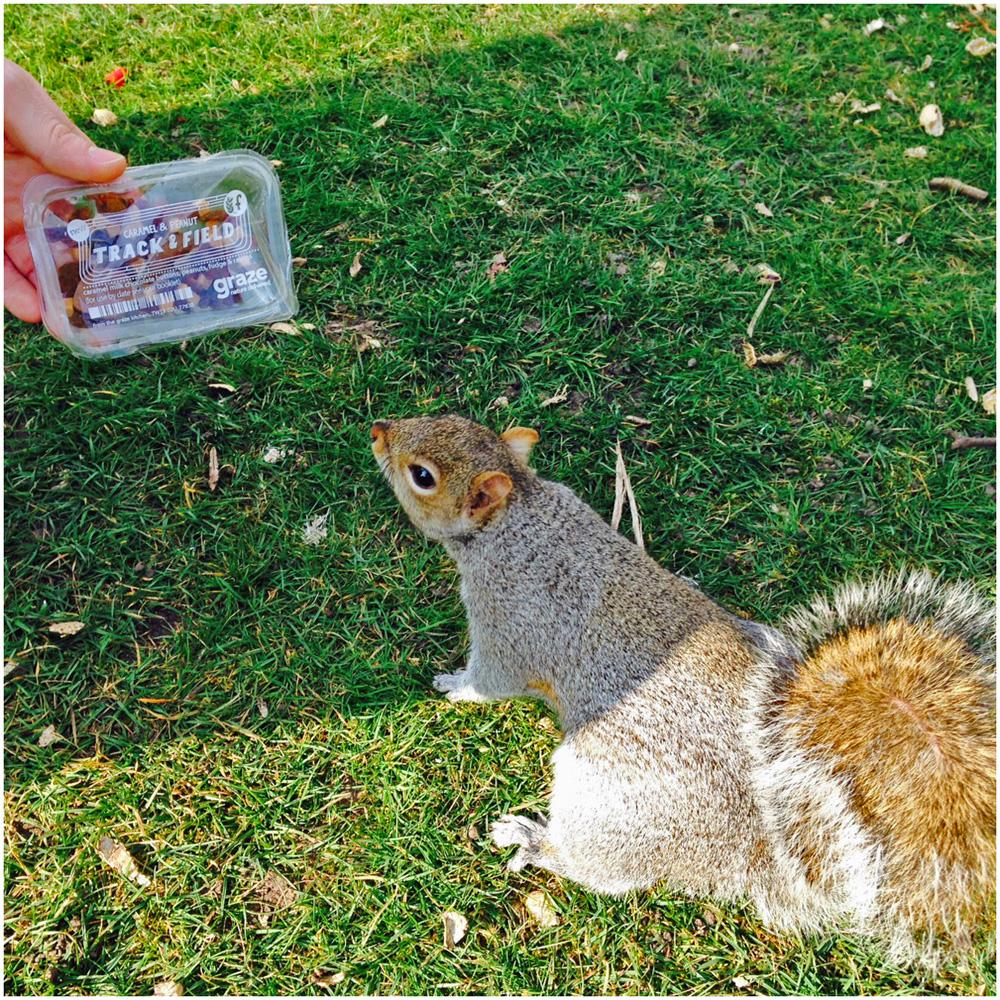 graze_snacks's tweet image. My graze snacks bring all the squirrels to the yard. And I'm like, "they're better than yours".
