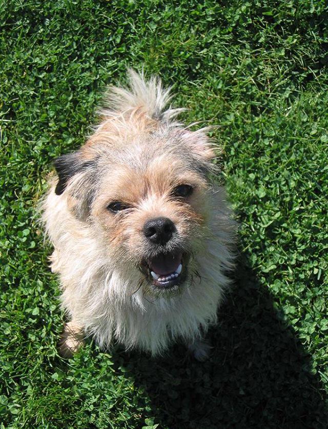 dogcelebration's tweet photo. Congratulations you're in my Top 5, If you want @JanetRoberts8 picture to win #DogCelebrationComp RT & Fav! http://t.co/0mI8muw3Hp