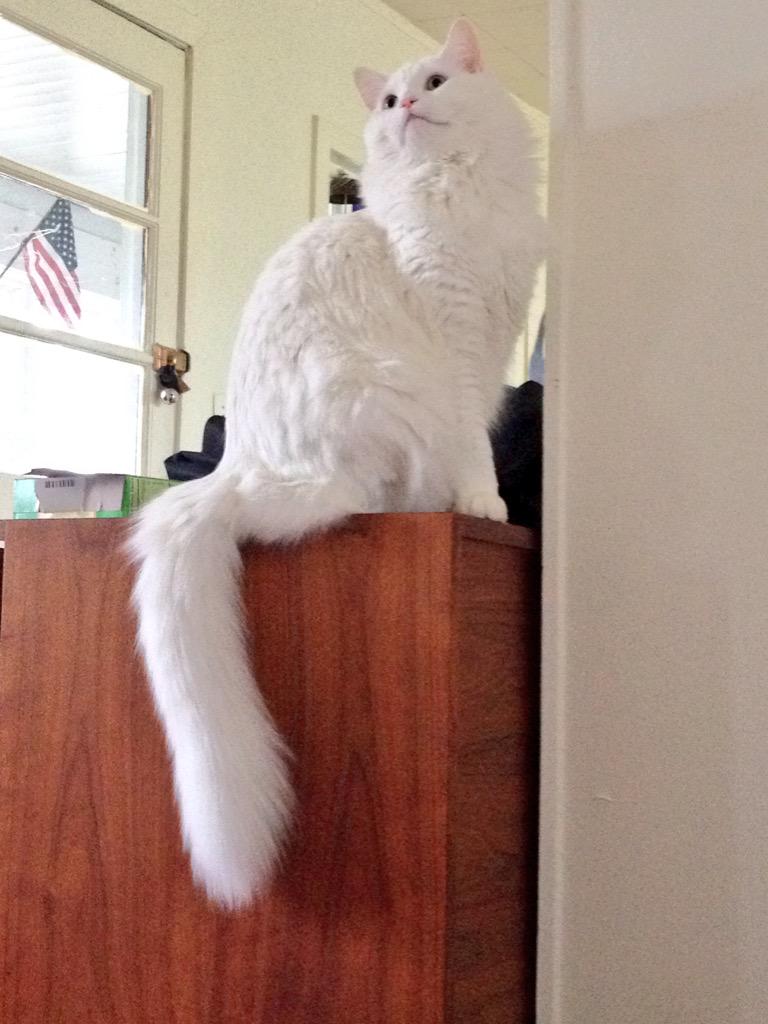 daniel_b_nelson's tweet image. #fancycat #puffytail