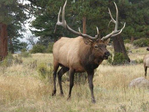 Think you missed your chance at elk in 2015 b/c you missed a draw date? Think again! We have over the counter options