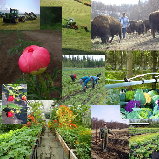 ebluemink's tweet photo. MT @DNRAlaskaGrown: Alaska Agriculture Day is next week! On May 5th take time to thank a farmer and eat #AlaskaGrown http://t.co/KZZqWHUUBC