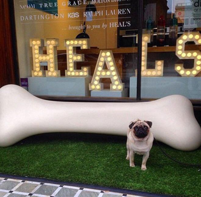 Join Henry The Pug in the hall of fame.  heals.co.uk/page/tog-home #heals_furniture