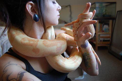 bodymodding's tweet image. 🐍 #piercings #bodymods #tattoos