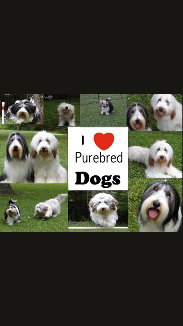 mirandayoung09's tweet photo. Oldie but goodie. #FlashbackFriday #NationalPurebredDogDay#Purebreddogs #BeardedCollies http://t.co/UIvGur2zbf