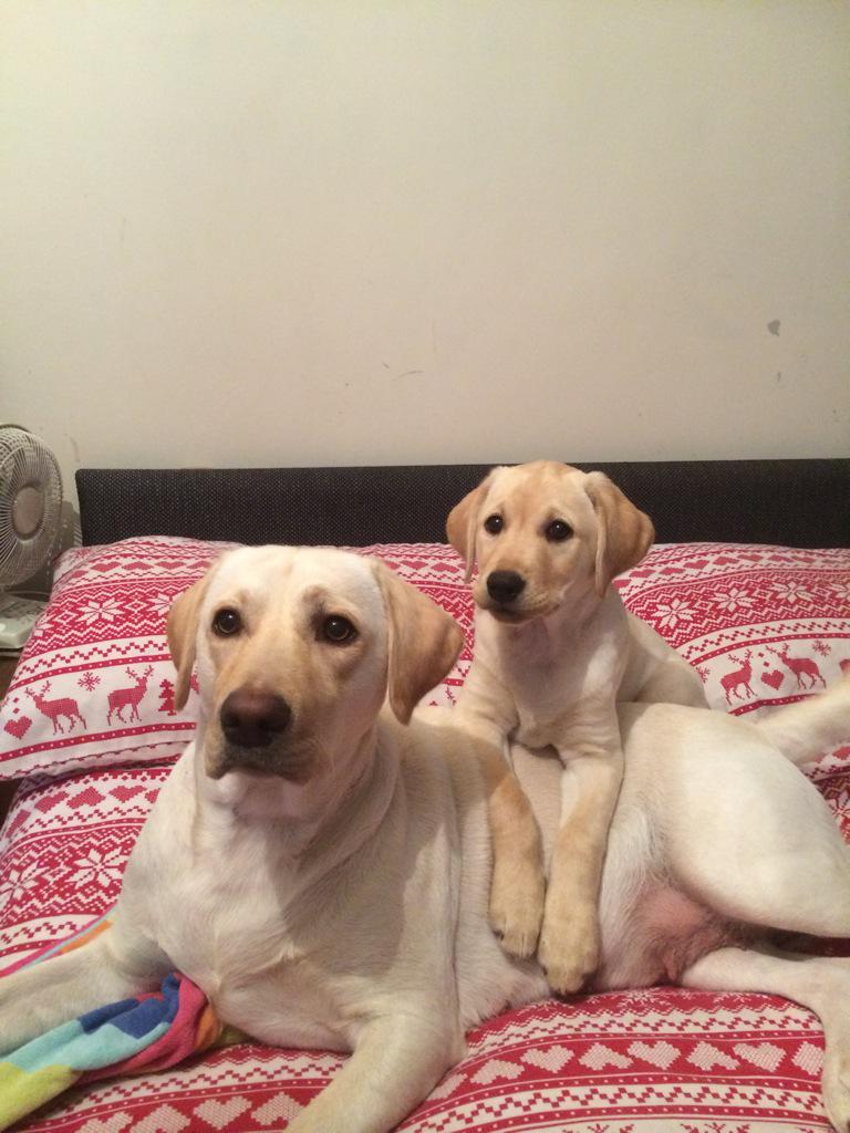 Taff7374's tweet photo. @wonderwomanshel got these 2 beauty's too makes the family complete🐶❤️❤️ http://t.co/sjMQXhbLmn